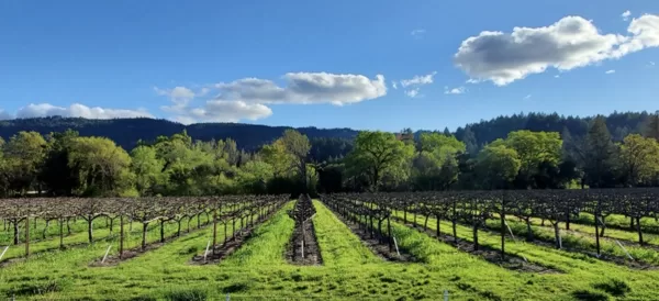 Vineyard